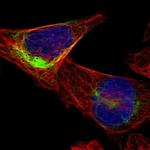 FAM174B Polyclonal Antibody