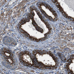 FAM174B Antibody in Immunohistochemistry (Paraffin) (IHC (P))