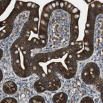 FAM174B Antibody in Immunohistochemistry (Paraffin) (IHC (P))