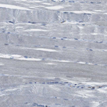 FAM174B Antibody in Immunohistochemistry (Paraffin) (IHC (P))