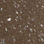 PCTAIRE2 Antibody in Immunohistochemistry (IHC)