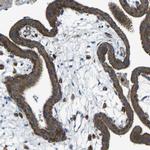 PCTAIRE2 Antibody in Immunohistochemistry (IHC)