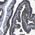 PCTAIRE2 Antibody in Immunohistochemistry (IHC)