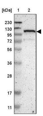 ZBTB11 Antibody in Western Blot (WB)