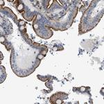 SFXN5 Polyclonal Antibody