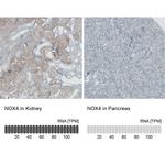 NOX4 Antibody