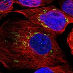 TXNDC15 Antibody in Immunocytochemistry (ICC/IF)