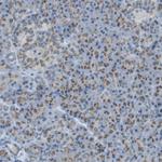 TXNDC15 Antibody in Immunohistochemistry (Paraffin) (IHC (P))