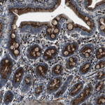 TMEM115 Antibody in Immunohistochemistry (Paraffin) (IHC (P))