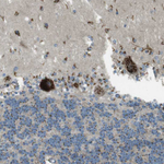 TMEM115 Antibody in Immunohistochemistry (Paraffin) (IHC (P))