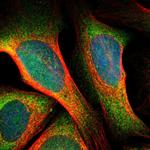 SRPK2 Polyclonal Antibody