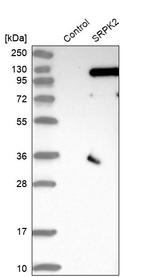 SRPK2 Antibody in Western Blot (WB)