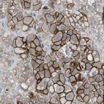 TYW1 Antibody in Immunohistochemistry (Paraffin) (IHC (P))