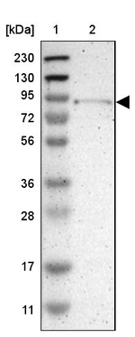 TYW1 Antibody in Western Blot (WB)