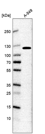 MORC4 Antibody in Western Blot (WB)