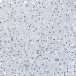 WNK2 Antibody in Immunohistochemistry (IHC)