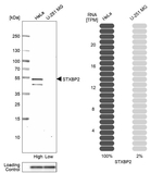 Unc18-2 Antibody in Western Blot (WB)