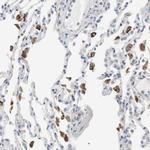 CD300e Antibody in Immunohistochemistry (IHC)