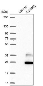 CD300e Antibody in Western Blot (WB)