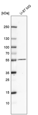 TMEFF2 Antibody in Western Blot (WB)