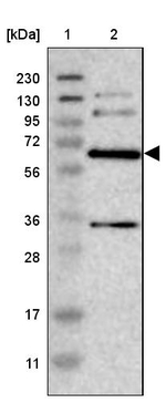 ITFG1 Antibody in Western Blot (WB)