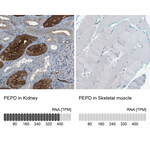 PEPD Antibody in Immunohistochemistry (Paraffin) (IHC (P))