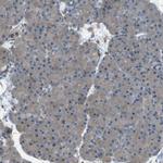PEPD Antibody in Immunohistochemistry (Paraffin) (IHC (P))