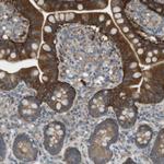 PEPD Antibody in Immunohistochemistry (Paraffin) (IHC (P))