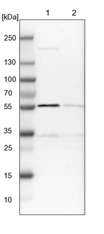 PEPD Antibody in Western Blot (WB)