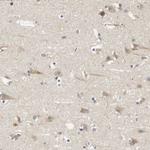 Bif1 Antibody in Immunohistochemistry (Paraffin) (IHC (P))