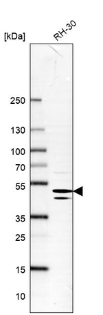 Bif1 Antibody in Western Blot (WB)