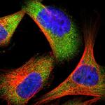 Bif1 Polyclonal Antibody