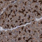 BAP3 Polyclonal Antibody