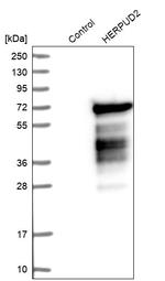 HERPUD2 Antibody in Western Blot (WB)