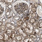 HSPA12B Antibody in Immunohistochemistry (Paraffin) (IHC (P))