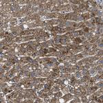 HSPA12B Antibody in Immunohistochemistry (Paraffin) (IHC (P))