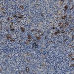 CD163L1 Antibody in Immunohistochemistry (IHC)