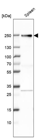 CD163L1 Antibody in Western Blot (WB)