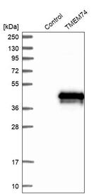 TMEM74 Antibody in Western Blot (WB)