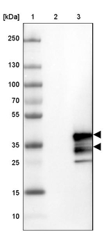 CHMP3 Antibody in Western Blot (WB)