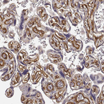Laminin alpha-4 Antibody in Immunohistochemistry (Paraffin) (IHC (P))