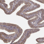 Laminin alpha-4 Polyclonal Antibody