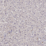Laminin alpha-4 Antibody in Immunohistochemistry (Paraffin) (IHC (P))