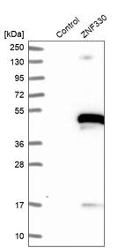 ZNF330 Antibody in Western Blot (WB)