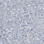 CDH26 Antibody in Immunohistochemistry (Paraffin) (IHC (P))