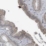 CDH26 Antibody in Immunohistochemistry (Paraffin) (IHC (P))