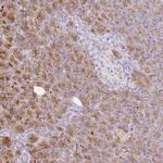 GP2 Antibody in Immunohistochemistry (IHC)