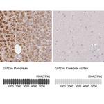 GP2 Antibody