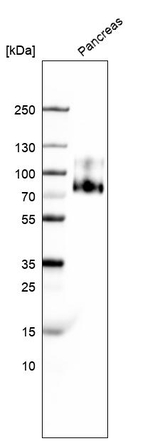 GP2 Antibody in Western Blot (WB)