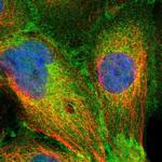 SLK Polyclonal Antibody